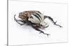 African Beetle Mecynorhina Oberthuri Kirchneri Decorata Form-Darrell Gulin-Stretched Canvas