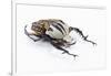 African Beetle Mecynorhina Oberthuri Kirchneri Decorata Form-Darrell Gulin-Framed Photographic Print