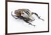 African Beetle Mecynorhina Oberthuri Kirchneri Decorata Form-Darrell Gulin-Framed Photographic Print