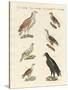 African Birds-null-Stretched Canvas