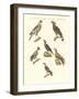 African Birds-null-Framed Giclee Print