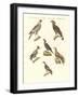 African Birds-null-Framed Giclee Print