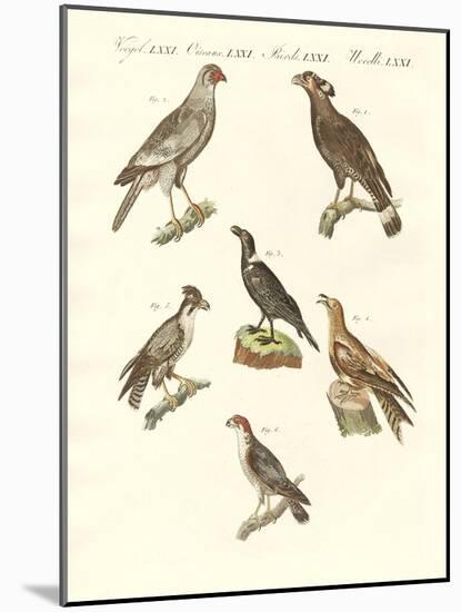 African Birds-null-Mounted Giclee Print