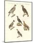 African Birds-null-Mounted Giclee Print