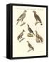 African Birds-null-Framed Stretched Canvas