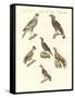 African Birds-null-Framed Stretched Canvas