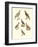 African Birds-null-Framed Premium Giclee Print