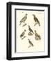 African Birds-null-Framed Premium Giclee Print
