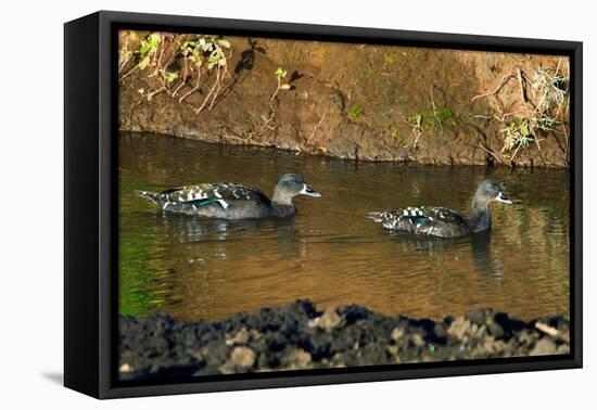 African Black Ducks (Anas Sparsa) in a Lake, Ngorongoro Crater, Ngorongoro Conservation Area-null-Framed Stretched Canvas