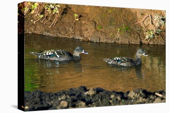 African Black Ducks (Anas Sparsa) in a Lake, Ngorongoro Crater, Ngorongoro Conservation Area-null-Stretched Canvas