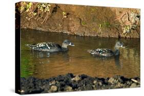 African Black Ducks (Anas Sparsa) in a Lake, Ngorongoro Crater, Ngorongoro Conservation Area-null-Stretched Canvas