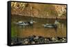 African Black Ducks (Anas Sparsa) in a Lake, Ngorongoro Crater, Ngorongoro Conservation Area-null-Framed Stretched Canvas