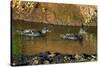 African Black Ducks (Anas Sparsa) in a Lake, Ngorongoro Crater, Ngorongoro Conservation Area-null-Stretched Canvas