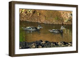 African Black Ducks (Anas Sparsa) in a Lake, Ngorongoro Crater, Ngorongoro Conservation Area-null-Framed Photographic Print