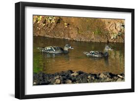 African Black Ducks (Anas Sparsa) in a Lake, Ngorongoro Crater, Ngorongoro Conservation Area-null-Framed Photographic Print