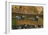 African Black Ducks (Anas Sparsa) in a Lake, Ngorongoro Crater, Ngorongoro Conservation Area-null-Framed Photographic Print