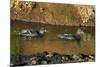 African Black Ducks (Anas Sparsa) in a Lake, Ngorongoro Crater, Ngorongoro Conservation Area-null-Mounted Photographic Print