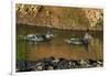 African Black Ducks (Anas Sparsa) in a Lake, Ngorongoro Crater, Ngorongoro Conservation Area-null-Framed Photographic Print