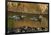 African Black Ducks (Anas Sparsa) in a Lake, Ngorongoro Crater, Ngorongoro Conservation Area-null-Framed Photographic Print