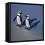 African Black-Footed Jackass Penguin Holding Hands-null-Framed Stretched Canvas