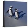 African Black-Footed Jackass Penguin Holding Hands-null-Stretched Canvas