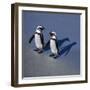 African Black-Footed Jackass Penguin Holding Hands-null-Framed Photographic Print