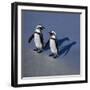 African Black-Footed Jackass Penguin Holding Hands-null-Framed Photographic Print