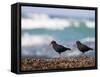 African Black Oystercatchers, De Hoop Nature Reserve, Western Cape, South Africa-Steve & Ann Toon-Framed Stretched Canvas