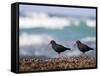 African Black Oystercatchers, De Hoop Nature Reserve, Western Cape, South Africa-Steve & Ann Toon-Framed Stretched Canvas