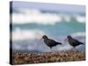 African Black Oystercatchers, De Hoop Nature Reserve, Western Cape, South Africa-Steve & Ann Toon-Stretched Canvas