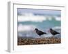 African Black Oystercatchers, De Hoop Nature Reserve, Western Cape, South Africa-Steve & Ann Toon-Framed Photographic Print