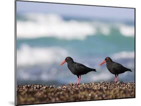 African Black Oystercatchers, De Hoop Nature Reserve, Western Cape, South Africa-Steve & Ann Toon-Mounted Photographic Print