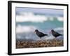 African Black Oystercatchers, De Hoop Nature Reserve, Western Cape, South Africa-Steve & Ann Toon-Framed Photographic Print