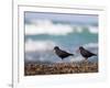 African Black Oystercatchers, De Hoop Nature Reserve, Western Cape, South Africa-Steve & Ann Toon-Framed Photographic Print