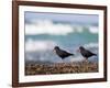 African Black Oystercatchers, De Hoop Nature Reserve, Western Cape, South Africa-Steve & Ann Toon-Framed Photographic Print