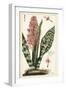 African Bowstring Hemp, Sansevieria Hyacinthoides-The Younger Dupin-Framed Giclee Print
