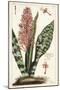 African Bowstring Hemp, Sansevieria Hyacinthoides-The Younger Dupin-Mounted Giclee Print