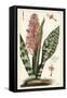 African Bowstring Hemp, Sansevieria Hyacinthoides-The Younger Dupin-Framed Stretched Canvas
