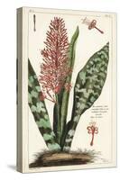 African Bowstring Hemp, Sansevieria Hyacinthoides-The Younger Dupin-Stretched Canvas