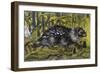 African Brush-Tailed Porcupine (Atherurus Africanus), Hystricidae-null-Framed Giclee Print