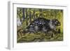 African Brush-Tailed Porcupine (Atherurus Africanus), Hystricidae-null-Framed Giclee Print