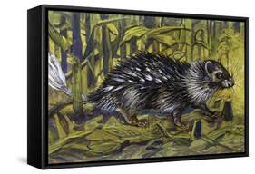 African Brush-Tailed Porcupine (Atherurus Africanus), Hystricidae-null-Framed Stretched Canvas