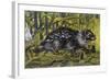African Brush-Tailed Porcupine (Atherurus Africanus), Hystricidae-null-Framed Giclee Print