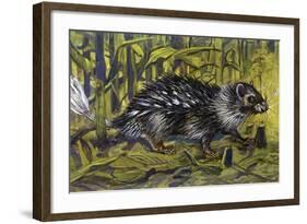 African Brush-Tailed Porcupine (Atherurus Africanus), Hystricidae-null-Framed Giclee Print