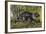 African Brush-Tailed Porcupine (Atherurus Africanus), Hystricidae-null-Framed Giclee Print