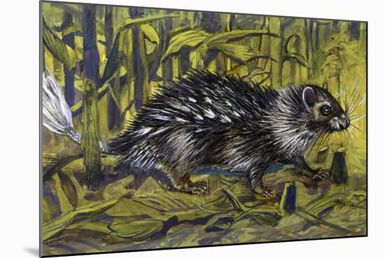 African Brush-Tailed Porcupine (Atherurus Africanus), Hystricidae-null-Mounted Giclee Print