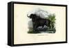 African Buffalo, 1863-79-Raimundo Petraroja-Framed Stretched Canvas