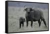 African Buffalo and Calf-Arthur Morris-Framed Stretched Canvas