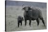 African Buffalo and Calf-Arthur Morris-Stretched Canvas