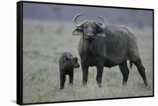 African Buffalo and Calf-Arthur Morris-Framed Stretched Canvas